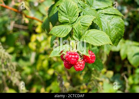 Rubus fruticosus, blackberries ripening (red), Dorset, England. UK Stock Photo