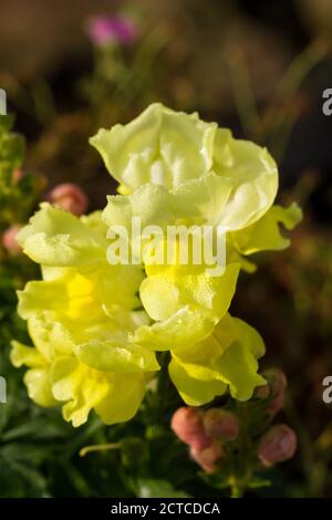 Antirrhinum majus, yellow snapdragon flowers with morning dew closeup, England, UK Stock Photo