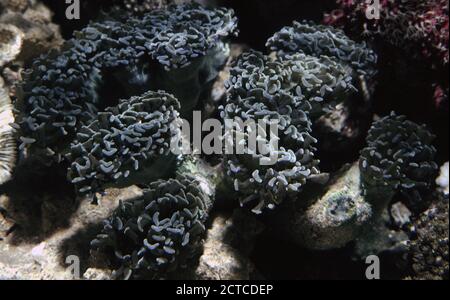 Euphyllia ancora, known by several common names, including anchor coral and hammer coral Stock Photo