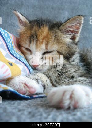 Adorable 8 week old adopted kitten  sleeping. Close up of fluffy female kitty. Calico or torbie (tortoiseshell tabby). Stock Photo
