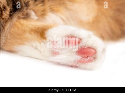 Cat paw close up.  Hind leg of white orange long hair cat. Focus on pink shock absorbed paw pads with soft multicolored blurred cat body. Stock Photo