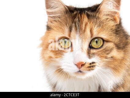 Adorable cat head portrait. Front view. Multicolored (torbie) long hair fluffy female cat with incredible markings and striking yellow eyes. Stock Photo