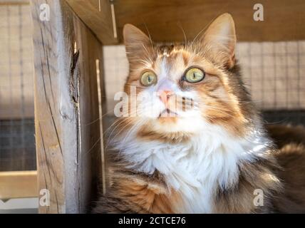 Beautiful fluffy cat under wood bench, outside on patio. Close up. The kitty is staring intently at something. Attentive body language. Stock Photo