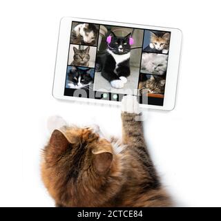Top view of cat talking to cat friends in video conference, using a tablet. Group of cats having an online meeting. Pets using technology. Stock Photo
