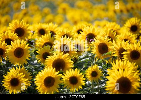 Field full of yellow sunflowers, Newbury, West Berkshire, England, United Kingdom, Europe Stock Photo