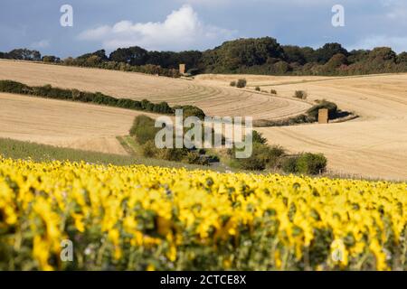 Harvested cornfields with straw bales stacked up and hedgerows and sunflowers in foreground, near Newbury, West Berkshire, England, United Kingdom Stock Photo