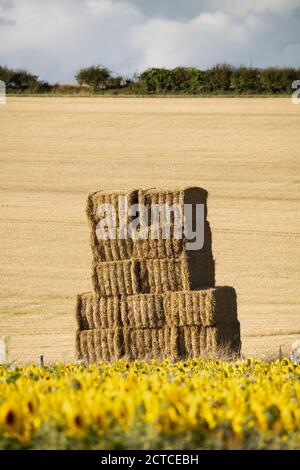 Straw bales stacked on edge of stubble field after harvest, near Newbury, West Berkshire, England, United Kingdom, Europe Stock Photo
