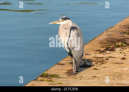 OXFORD CITY ENGLAND CHRIST CHURCH MEADOW WALK RIVER THAMES  A GREY HERON Ardea cinerea ON THE BANK Stock Photo