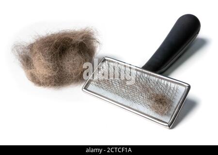 Cat brush with cat hair clump on the side. Wire bristle grooming brush. Fur stuck to comb. Brush out knots and remove middle, under or winter coat. Stock Photo