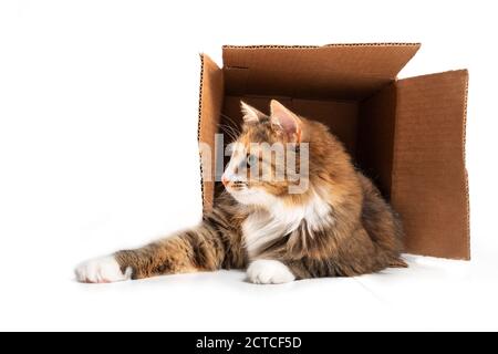 Cat in cardboard box. The playful cat is lying inside of the box with paws stretched out. 1 year old female long hair calico or torbie cat. Concept fo Stock Photo