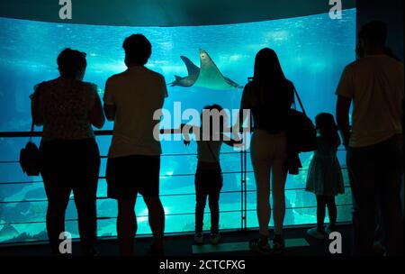 Lisbon, Lissabon, Portugal, 16rd August 2020.  Tourists visit the Oceanium aquarium. © Peter Schatz / Alamy Stock Photos Stock Photo