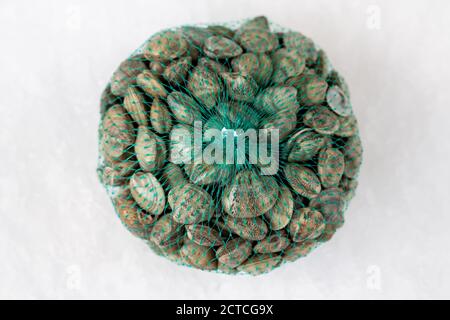 fresh raw seafood clams in the bag on ice,close up. Stock Photo