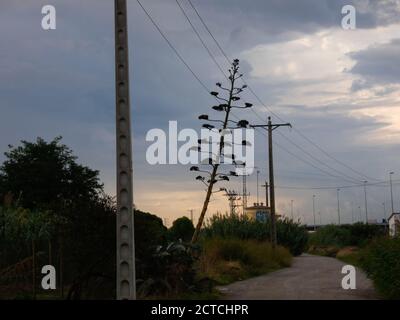 Path on the shore of an irrigation canal and next to the Llobregat river, Baix Llobregat, Barcelona, Catalonia, Spain, at sunrise in September Stock Photo