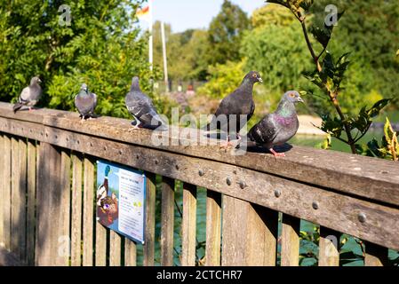 Domestic pigeons sitting on a fence South Norwood Lake country park, London Stock Photo