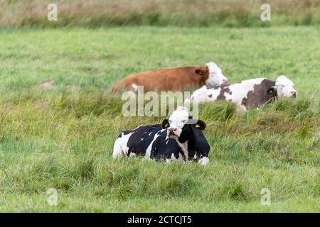 Cattle resting in wetland meadow Stock Photo