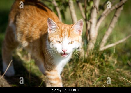 Young cat meowing Stock Photo