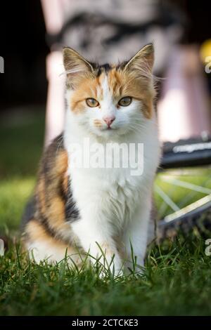 Tricolor young cat sitting Stock Photo