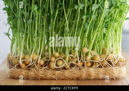 Healthy microgreen sprouts germinated from organic peas seeds close-up Stock Photo