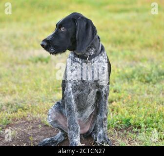 German wirehaired pointer or Drahthaar (Deutsch Drahthaar, Deutscher Drahthaariger Vorstehhund) on the walk Stock Photo