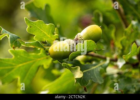 A pair of autumn acorns, Hampshire, UK Stock Photo