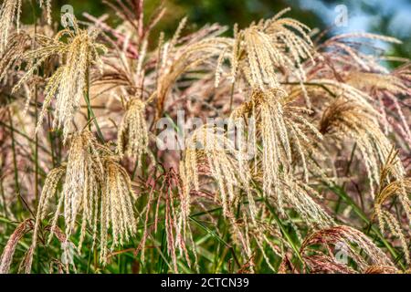 Chinese silver grass, Miscanthus sinensis 'Kaskade', RHS Gardens, Wisley, UK Stock Photo