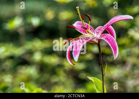 Lilium speciosum var. rubrum, Red Japanese Lily, RHS gardens, Wisley, UK Stock Photo