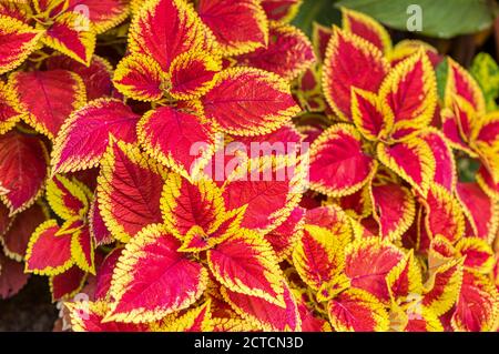 Bright variegated red and yellow leaves of a Coleus scutellarioides, or Plectranthus scutellarioides, RHS gardens, Wisley, UK Stock Photo