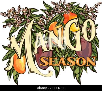 Mango fruits vector set. hand drawn organic food hand drawn sketch engraving illustration. Collection of mango fruits, leaves and slices of mango. Stock Vector