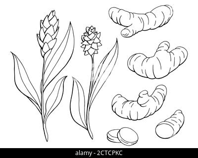Tumeric Drawing Cliparts, Stock Vector and Royalty Free Tumeric Drawing  Illustrations