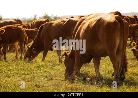 In the middle of a herd of cows. Limousine breed cows. Stock Photo