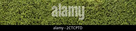 A panorama of a very decorative wall consisting of thousands of green yew stems. Stock Photo
