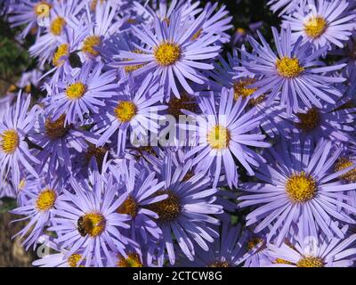 A mass of yellow-centered, vivid blue daisy-like flowers from aster amellus 'King George' provide autumn colour in the border of an English garden. Stock Photo