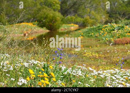 Blue Weed, White and Orange African Daisies along dam in Atlantis, Western Cape Stock Photo