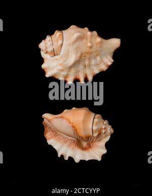 Beautiful decorative shell of natural origin on a black background isolated view from both sides from the top Stock Photo