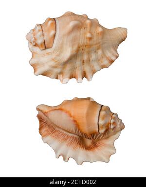 Beautiful decorative shell of natural origin on a white background isolated view from both sides from the top Stock Photo