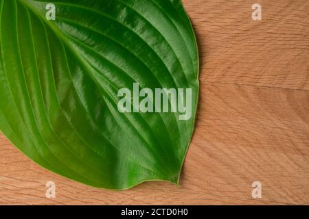 Green Leaves, Roadway Hosts, Shot Close-up Against Wooden Board Background Stock Photo