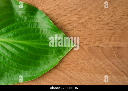 Green Leaves, Roadway Hosts, Shot Close-up Against Wooden Board Background Stock Photo