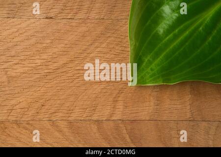 Green Leaves, Roadway Hosts, Shot Close-up Against Wooden Board Background Stock Photo