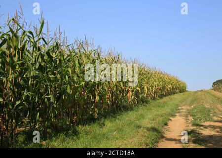 Maize or Sweetcorn crop growing on a uk farm. Stock Photo