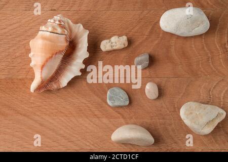 Smooth stones of various sizes and a shell on the background of a wooden board Stock Photo