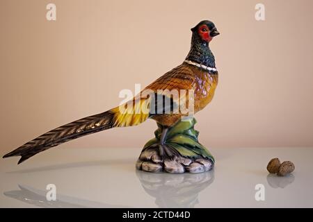 Pheasant still life multicolored with walnuts at the base photographed on a neutral background. Stock Photo