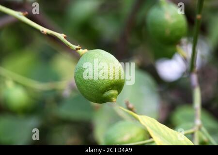 Green fruits of lemon ripening on a branch with leaves. Garden with citrus trees Stock Photo