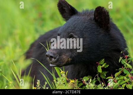 Canadian Black Bear Stock Photo