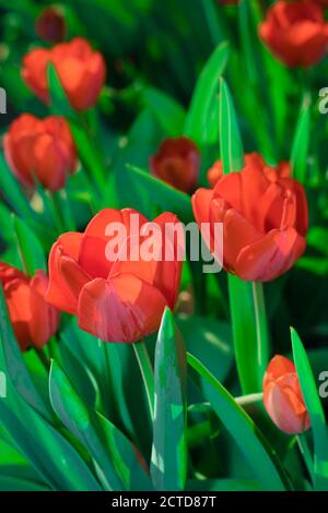 Red tulips opened their buds in spring Stock Photo - Alamy