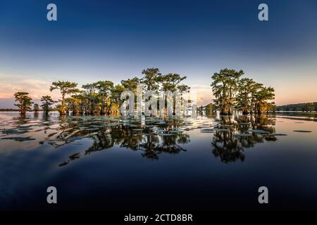 Early eveing with cypress trees in the swamp of the Caddo Lake State Park, Texas Stock Photo