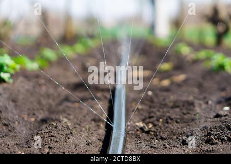 Irrigation system, Irrigation hose releases water jets to plants and beds Stock Photo