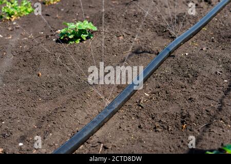 Irrigation system, Irrigation hose releases water jets to plants and beds Stock Photo