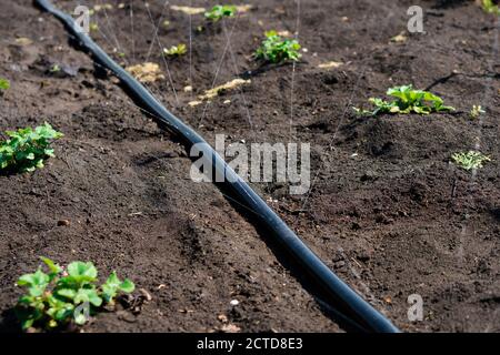 Irrigation system, Irrigation hose releases water jets to plants and beds Stock Photo