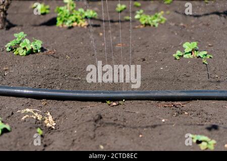 Irrigation system, Irrigation hose releases water jets to plants and beds Stock Photo