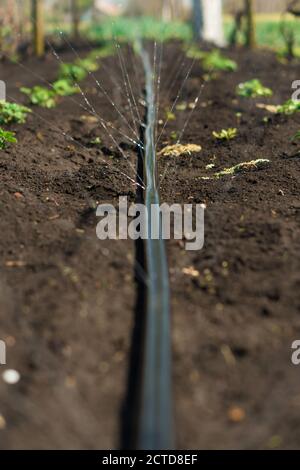 Irrigation system, Irrigation hose releases water jets to plants and beds Stock Photo